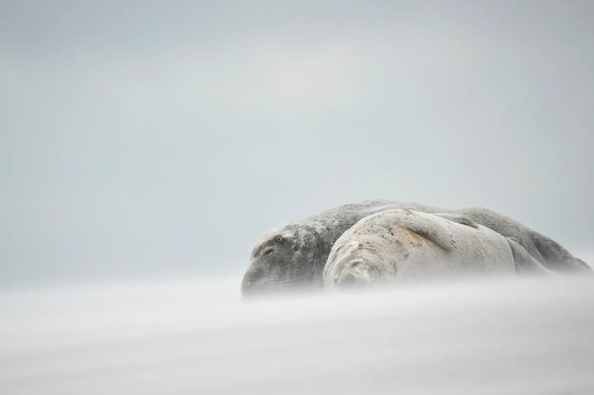 Säugetiere – Helgoland, Kegelrobbe, Malerisch, Winter