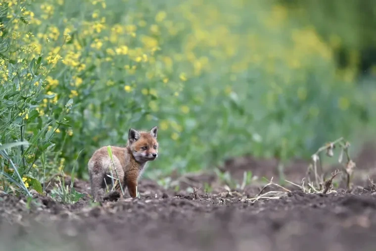 Säugetiere – Ortenau, Fuchs, Malerisch, Frühling