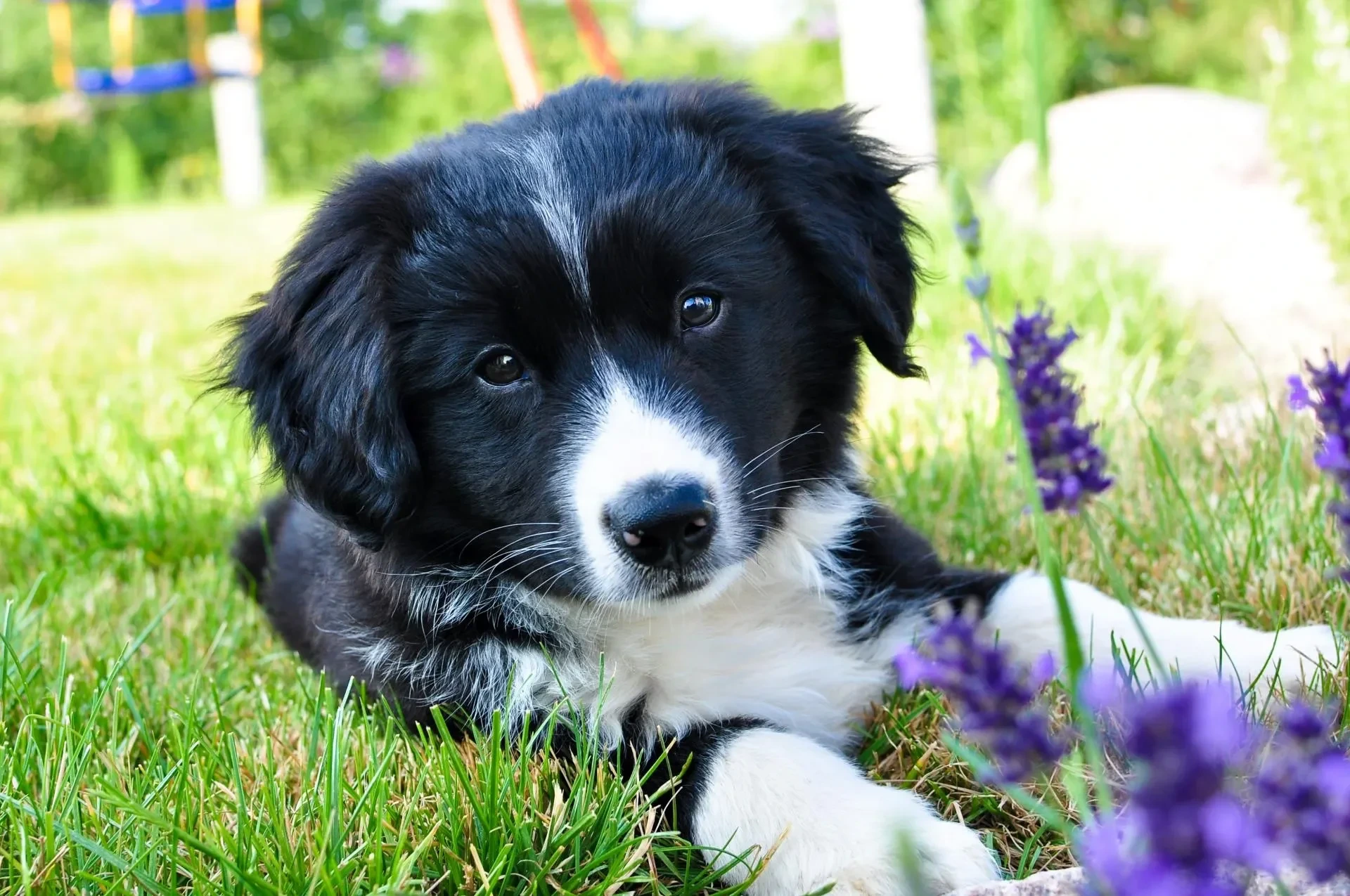 Haustiere – Ortenau, Garten, Hund, Herzlich,Liebevoll, Sommer