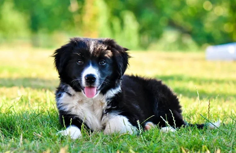 Haustiere – Ortenau, Garten, Hund, Herzlich,Liebevoll, Sommer