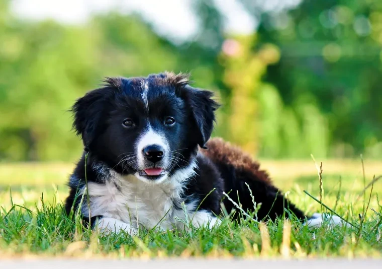 Haustiere – Ortenau, Garten, Hund, Herzlich,Liebevoll, Sommer