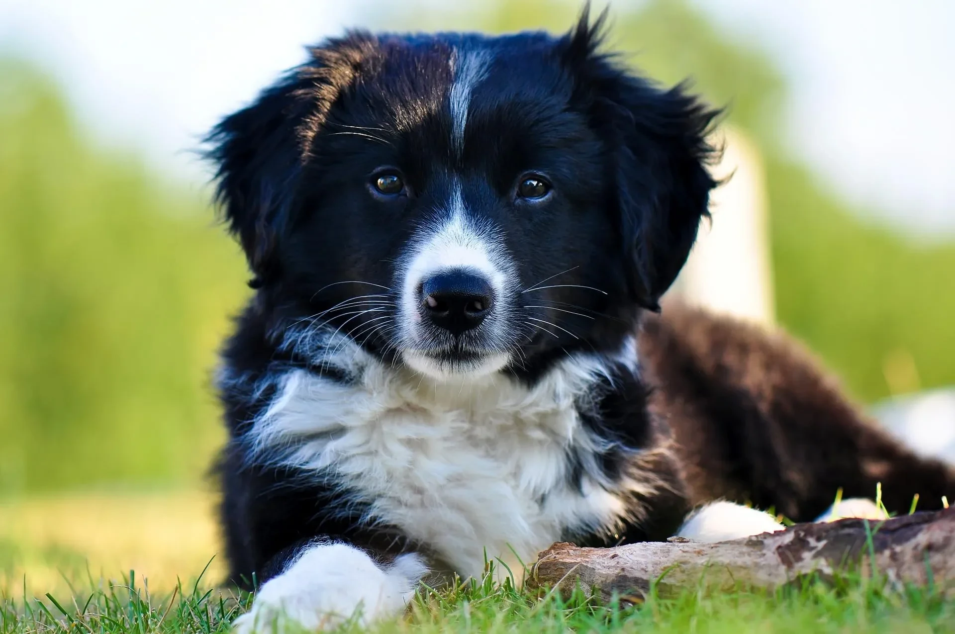 Haustiere – Ortenau, Garten, Hund, Herzlich,Liebevoll, Sommer