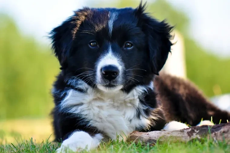 Haustiere – Ortenau, Garten, Hund, Herzlich,Liebevoll, Sommer