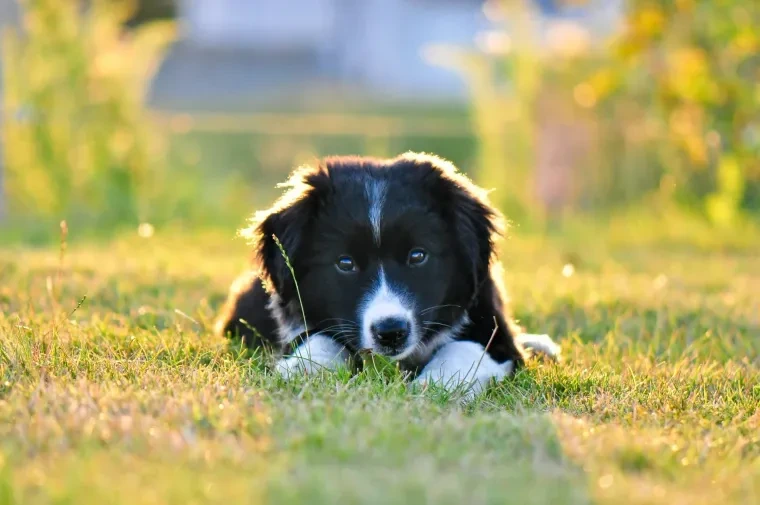 Haustiere – Ortenau, Garten, Hund, Herzlich,Liebevoll, Sommer