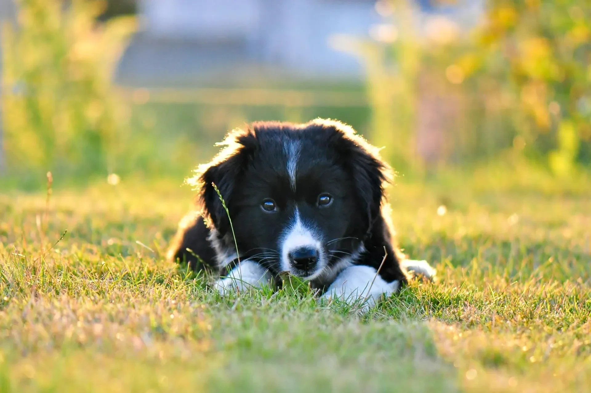 Haustiere – Ortenau, Garten, Hund, Herzlich,Liebevoll, Sommer