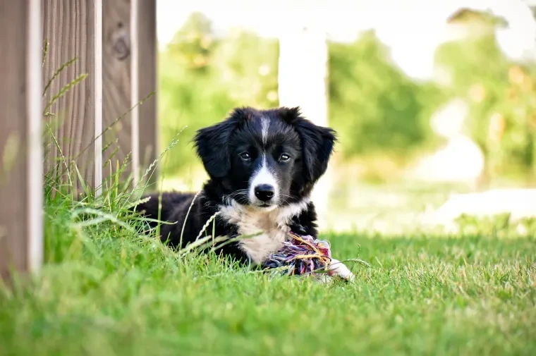 Haustiere – Ortenau, Garten, Hund, Herzlich,Liebevoll, Sommer