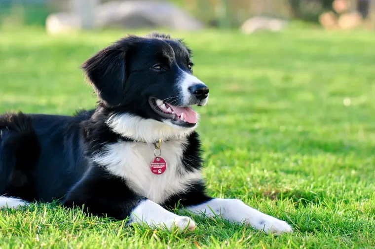 Haustiere – Ortenau, Wiese, Hund, Lebendig,Freundlich, Herbst