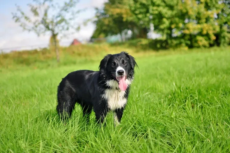 Haustiere – Ortenau, Wald, Hund, Lebendig,Freundlich, Herbst