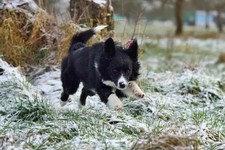 Haustiere – Ortenau, Schnee,Wiese, Hund, Dynamisch,Lebendig, Winter