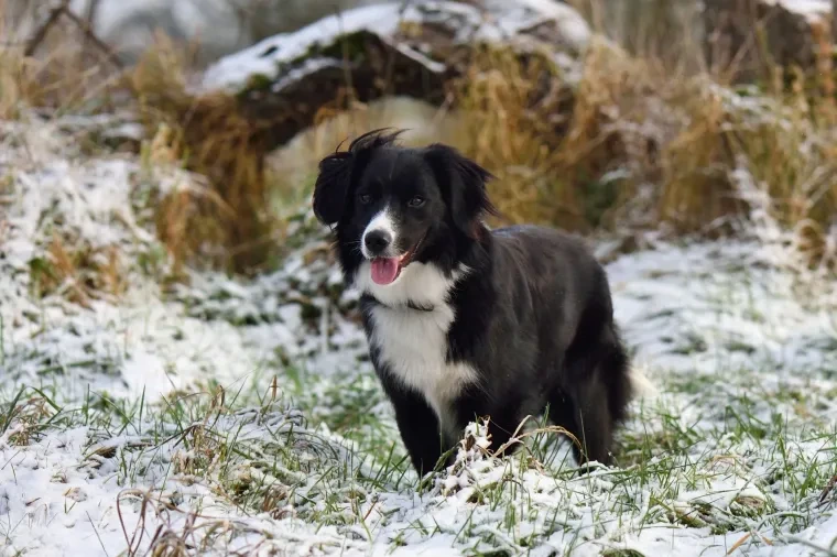 Haustiere – Ortenau, Schnee,Wiese, Hund, Dynamisch,Lebendig, Winter