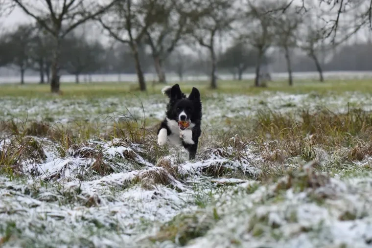 Haustiere – Ortenau, Schnee,Wiese, Hund, Dynamisch,Lebendig, Winter