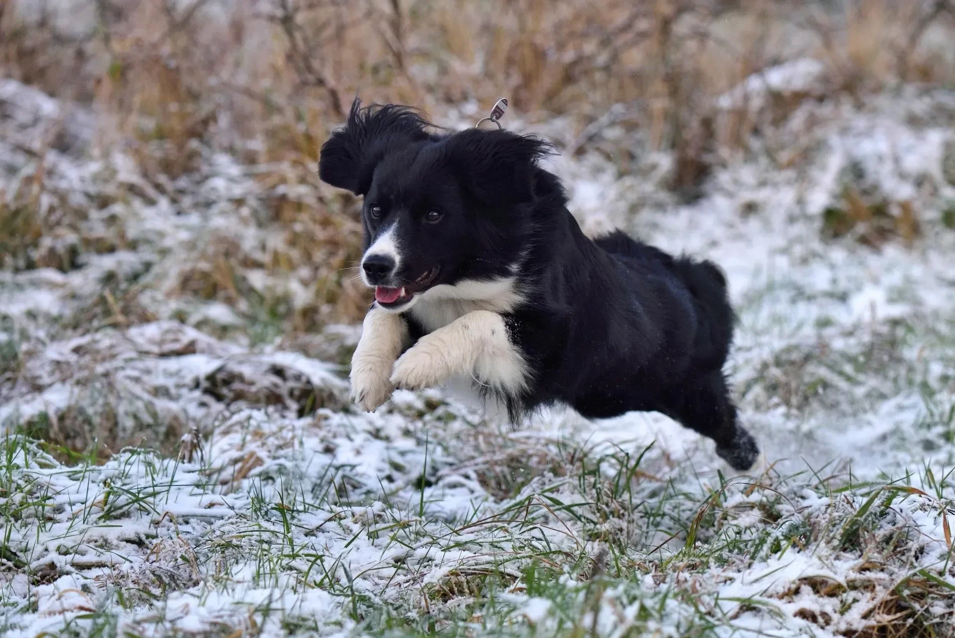 Haustiere – Ortenau, Schnee,Wiese, Hund, Dynamisch,Lebendig, Winter