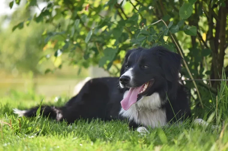 Haustiere – Ortenau, Wiese, Hund, Sonnig,Freundlich, Frühling