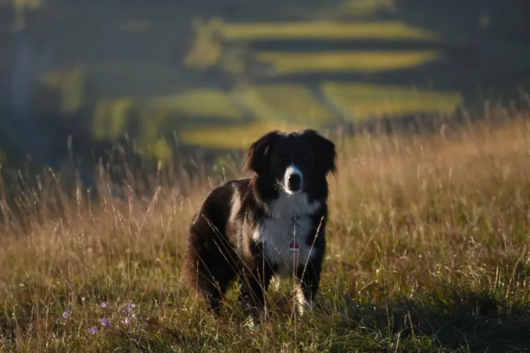 Haustiere – Ortenau, Waldrand, Hund, Lebendig,Freundlich, Herbst