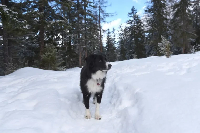 Haustiere – Ortenau, Schnee, Hund, Lebendig,Freundlich, Winter