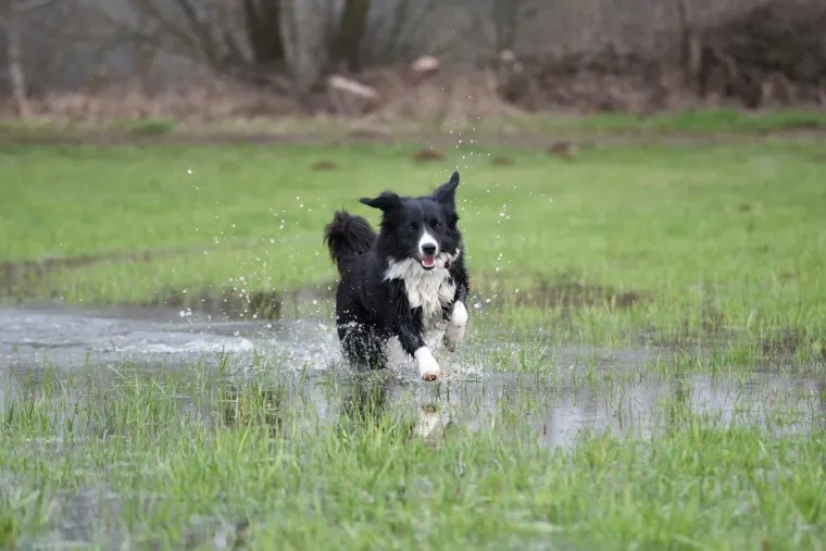 Haustiere – Ortenau, Flussufer, Hund, Lebendig,Freundlich, Frühling