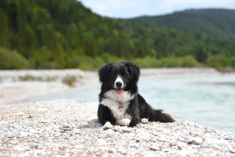 Haustiere – Garmisch Partenkirchen, Wiese, Hund, Lebendig,Freundlich, Frühling