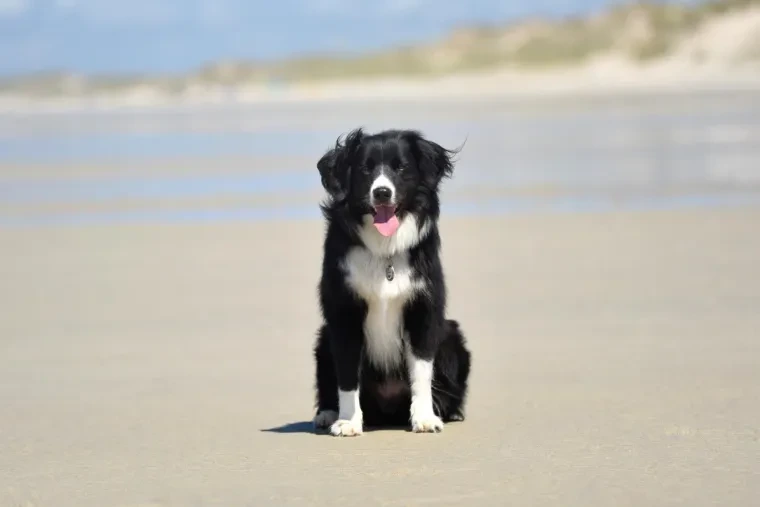 Haustiere – Bretagne, Garten, Hund, Fröhlich,Lebendig, Sommer