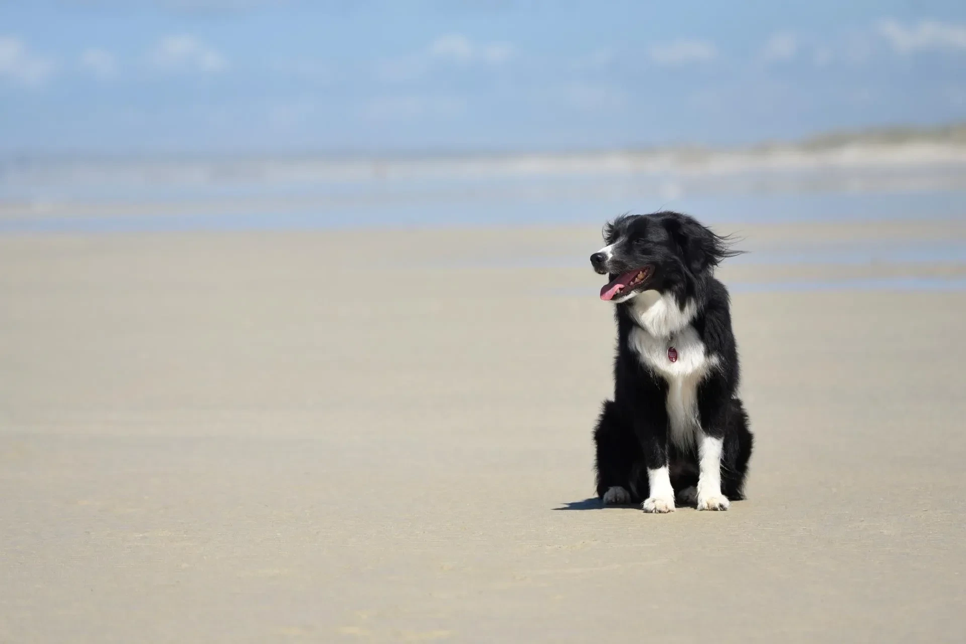 Haustiere – Bretagne, Garten, Hund, Fröhlich,Lebendig, Sommer