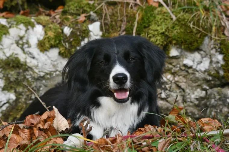 Haustiere – Ortenau, Wald, Hund, Lebendig,Freundlich, Herbst