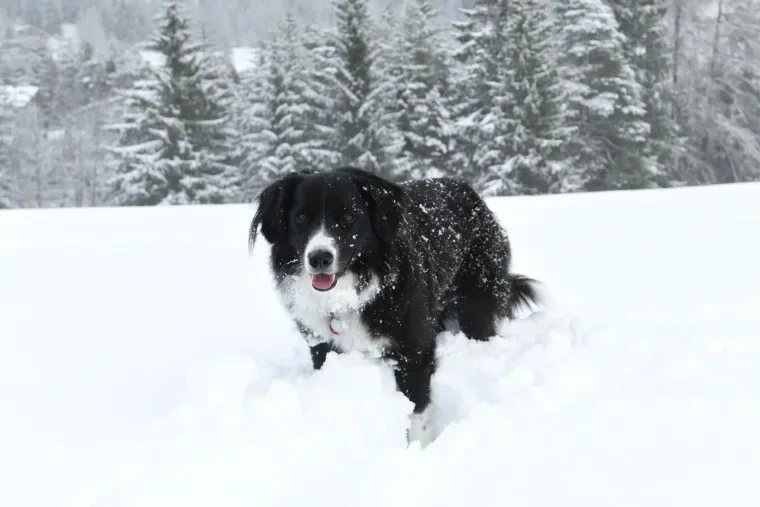 Haustiere – Ortenau, Garten, Hund, Lebendig,Freundlich, Winter