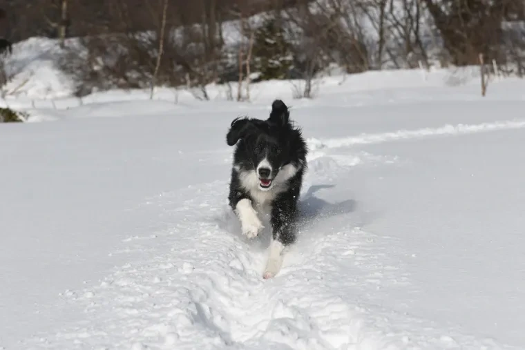 Haustiere – Schwarzwald, Wald,Schnee, Hund, Lebendig,Freundlich, Winter