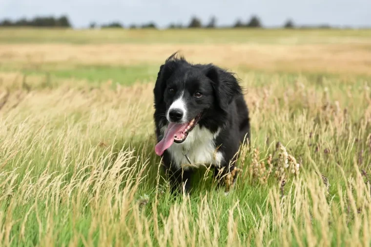 Haustiere – Ortenau, Wiese, Hund, Lebendig,Freundlich, Sommer