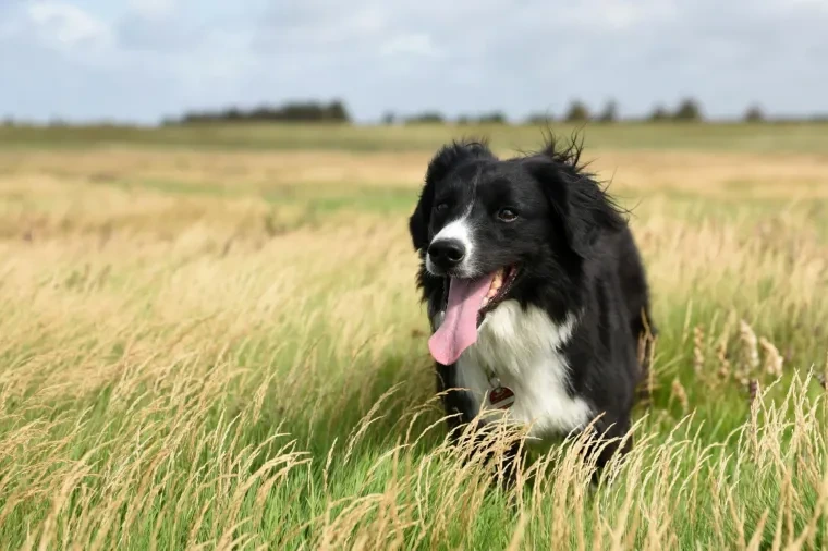 Haustiere – Ortenau, Wiese, Hund, Lebendig,Freundlich, Sommer
