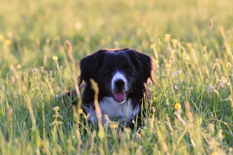 Haustiere – Ortenau, Wiese, Hund, Warm,Abendlicht, Frühling