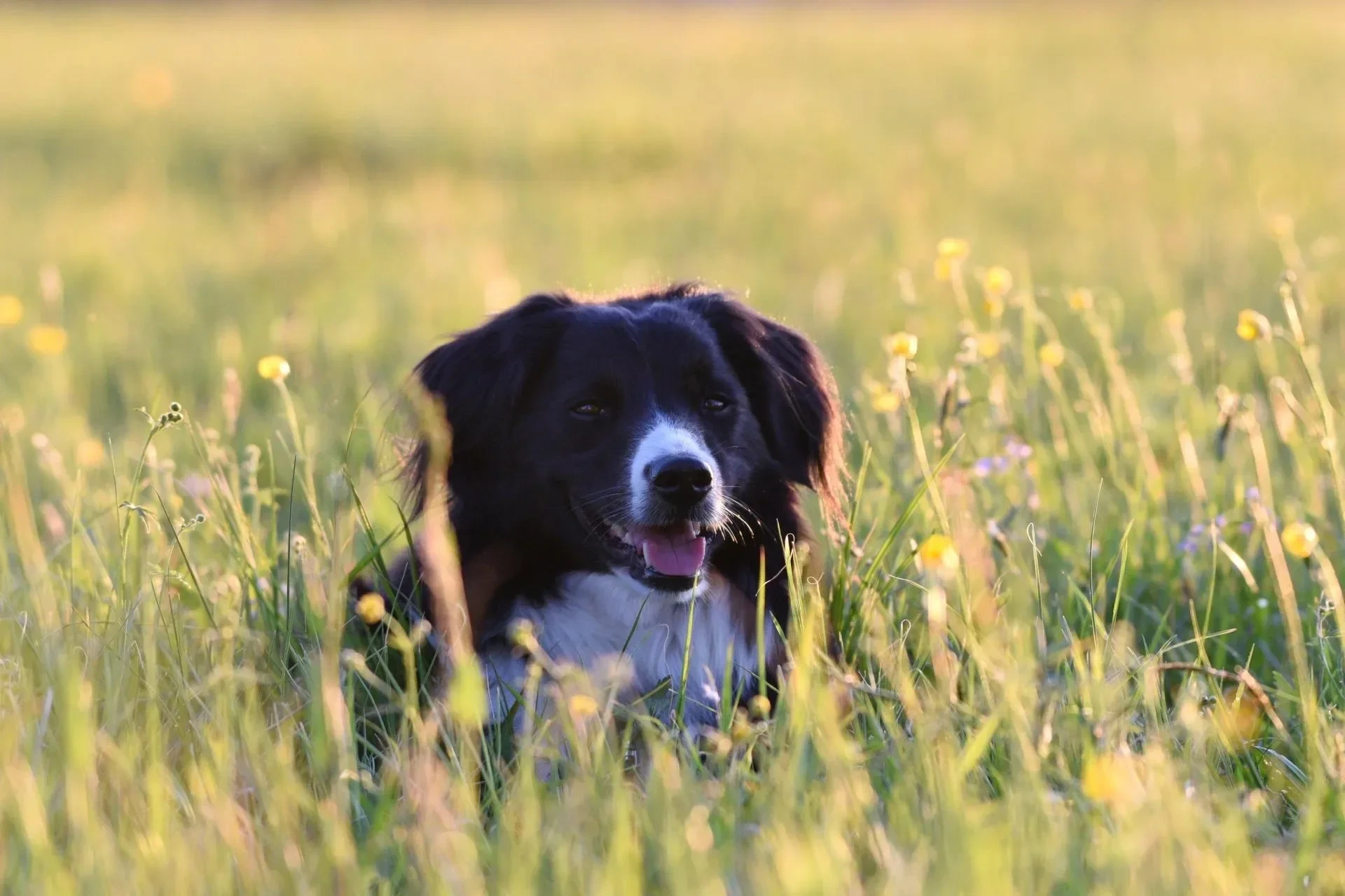 Haustiere – Ortenau, Wiese, Hund, Warm,Abendlicht, Frühling