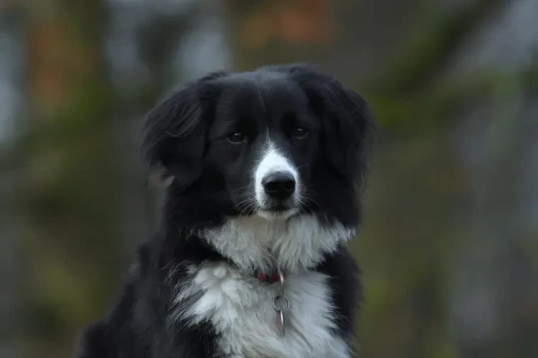 Haustiere – Ortenau, Garten, Hund, Lebendig,Freundlich, Winter