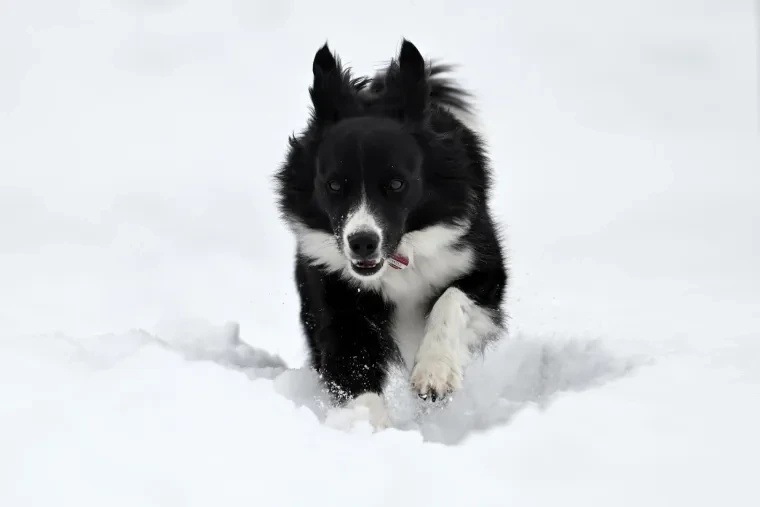 Haustiere – Schwarzwald, Schwarzwald,Schnee, Hund, Winterlich,Still, Winter