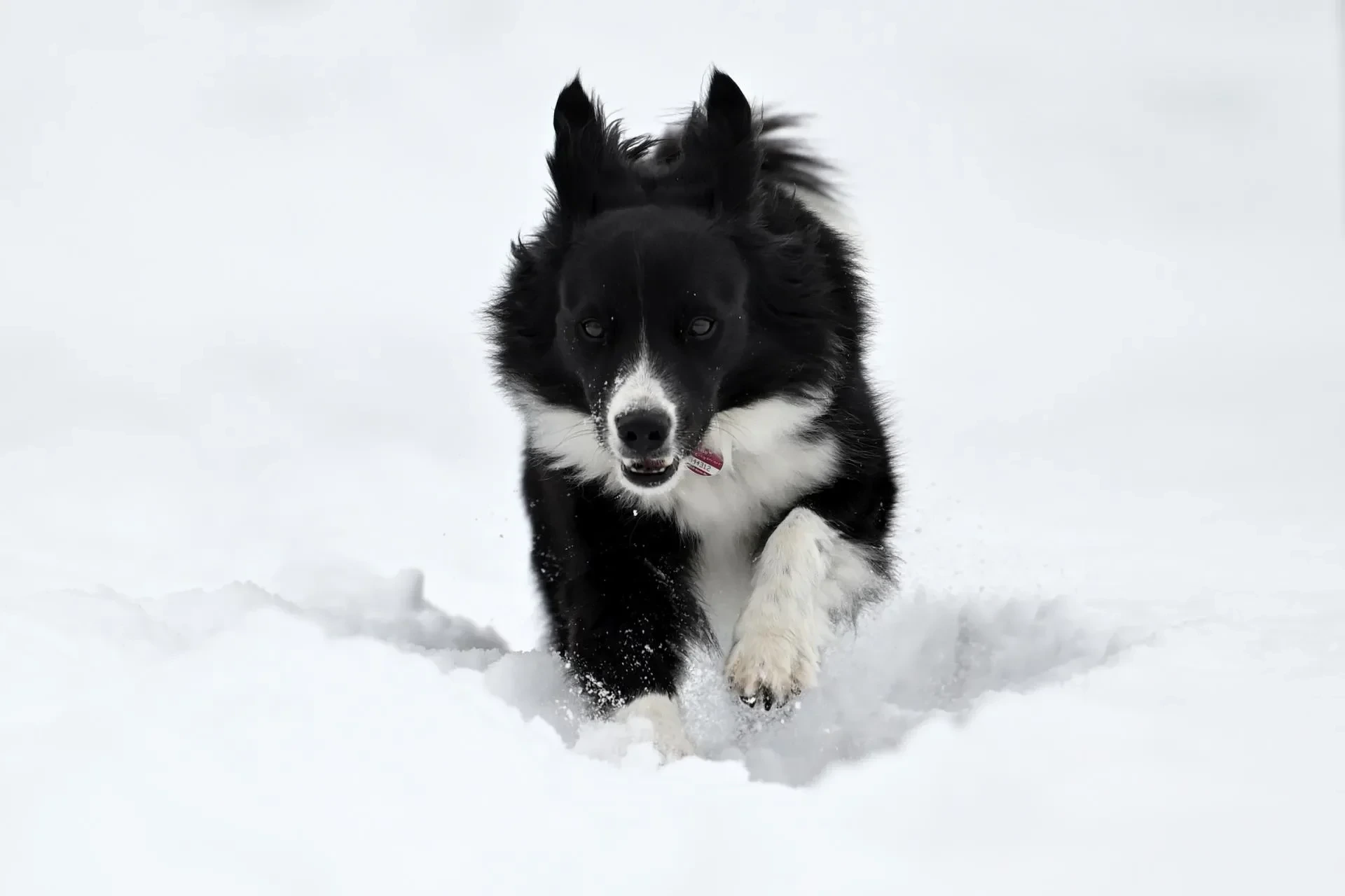 Haustiere – Schwarzwald, Schwarzwald,Schnee, Hund, Winterlich,Still, Winter