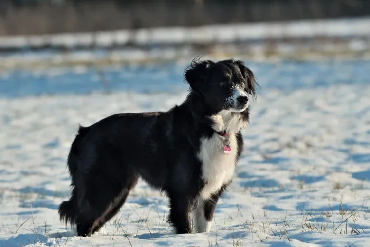 Haustiere – Ortenau, Schnee, Hund, Dynamisch,Lebendig, Winter