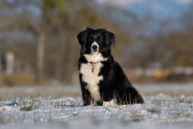 Haustiere – Ortenau, Schnee, Hund, Dynamisch,Lebendig, Winter