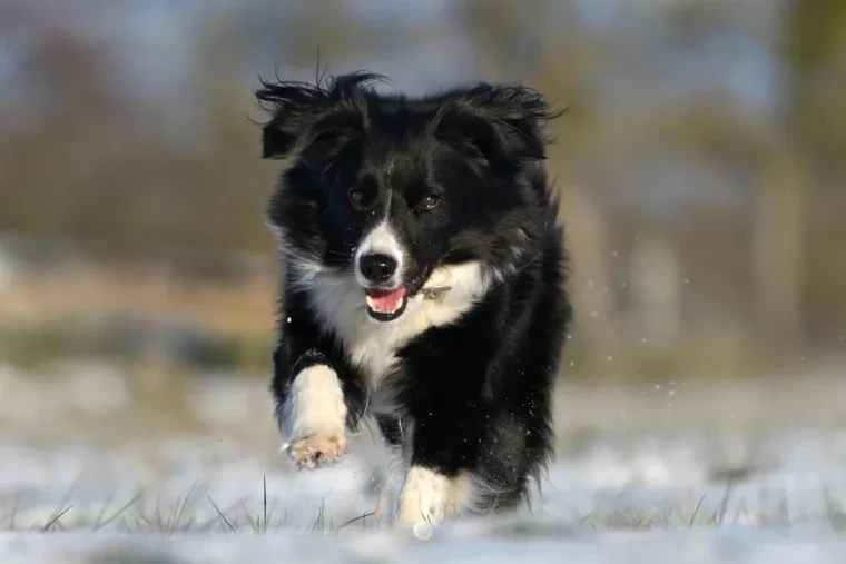 Haustiere – Ortenau, Schnee, Hund, Dynamisch,Lebendig, Winter