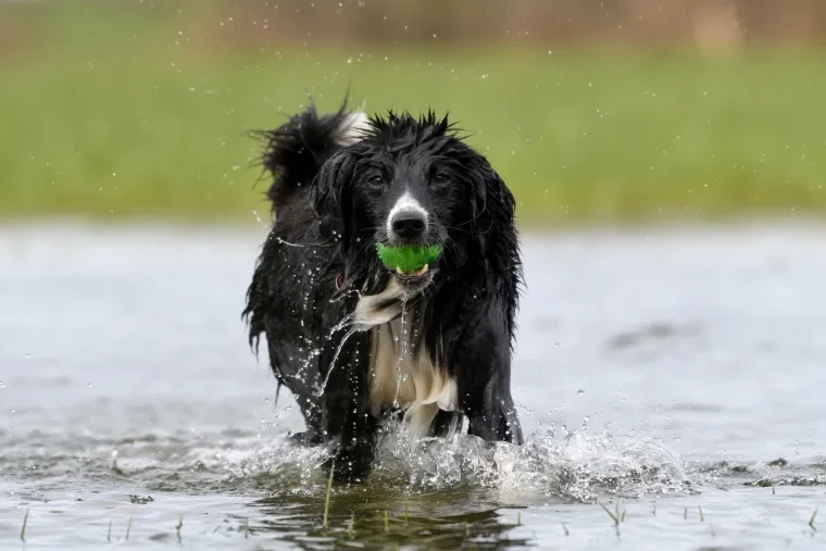 Haustiere – Ortenau, Wiese, Hund, Lebendig,Freundlich, Frühling