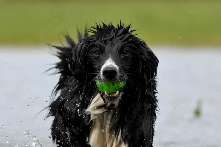 Haustiere – Ortenau, Wiese, Hund, Lebendig,Freundlich, Frühling