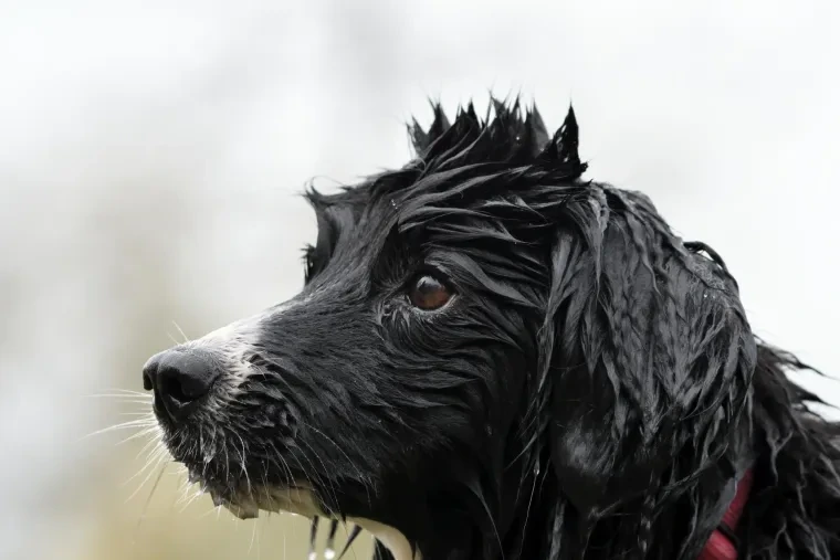 Haustiere – Ortenau, Wiese, Hund, Lebendig,Freundlich, Frühling