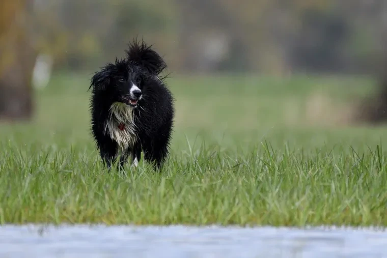 Haustiere – Ortenau, Wiese, Hund, Lebendig,Freundlich, Frühling