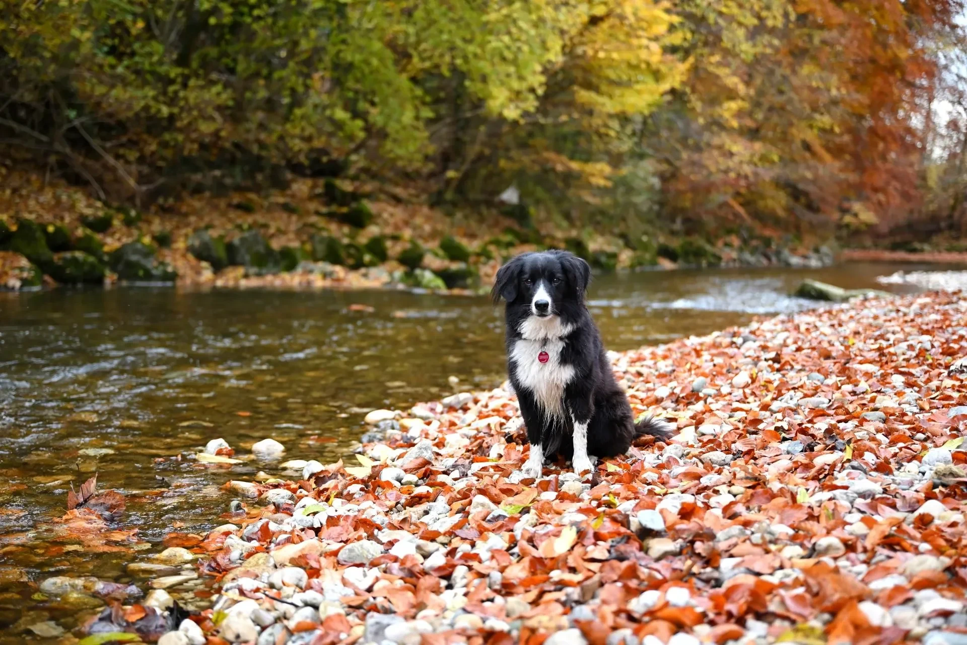 Haustiere – Chiemsee, Wald,Herbstlaub, Hund, Herbstlich,Warm, Herbst