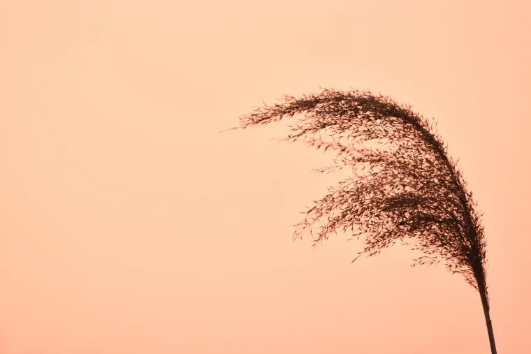 Pflanzen und Pilze – Ortenau, Sonnenuntergang, Frühling