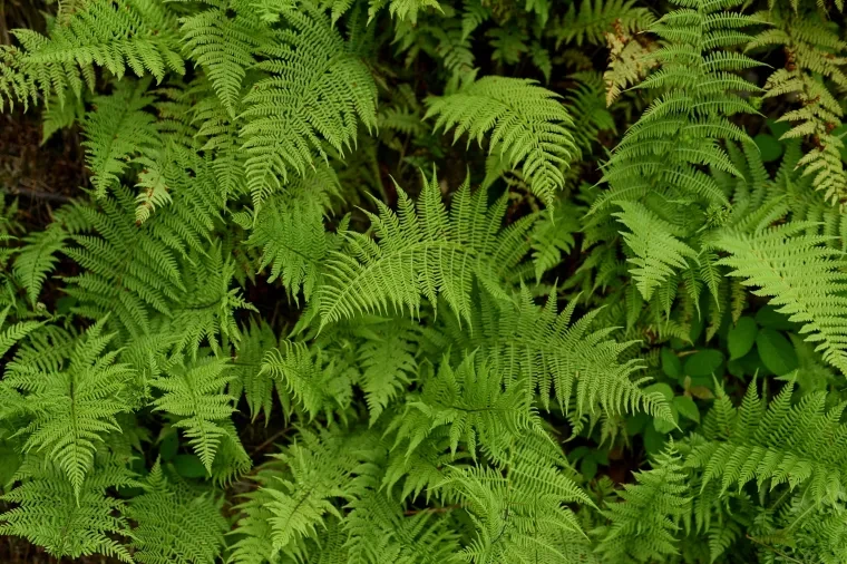 Pflanzen und Pilze – Schwarzwald, Malerisch, Sommer