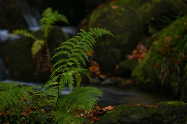 Pflanzen und Pilze – Schwarzwald, Malerisch, Herbst