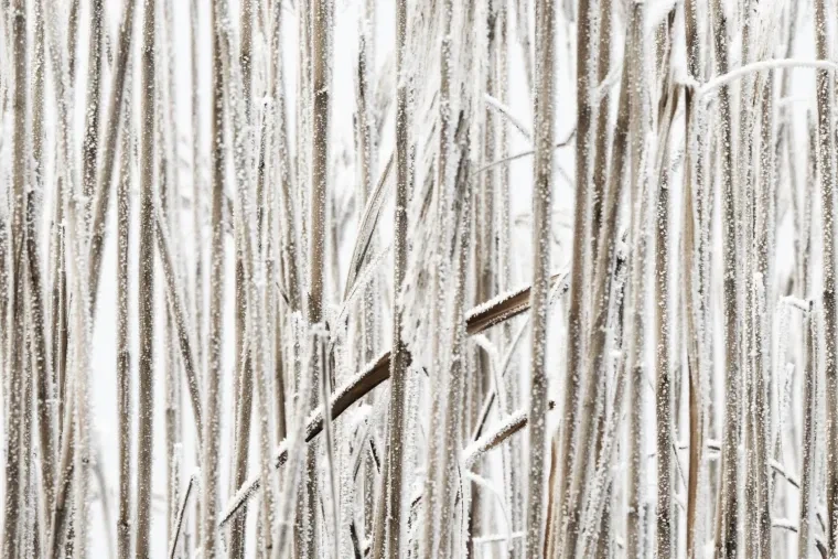 Atelier Natur – Ortenau, Winter