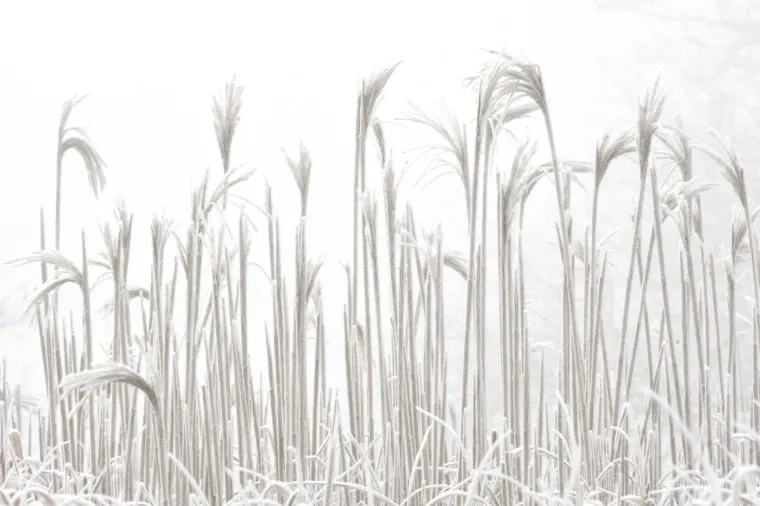 Atelier Natur – Ortenau, Winter
