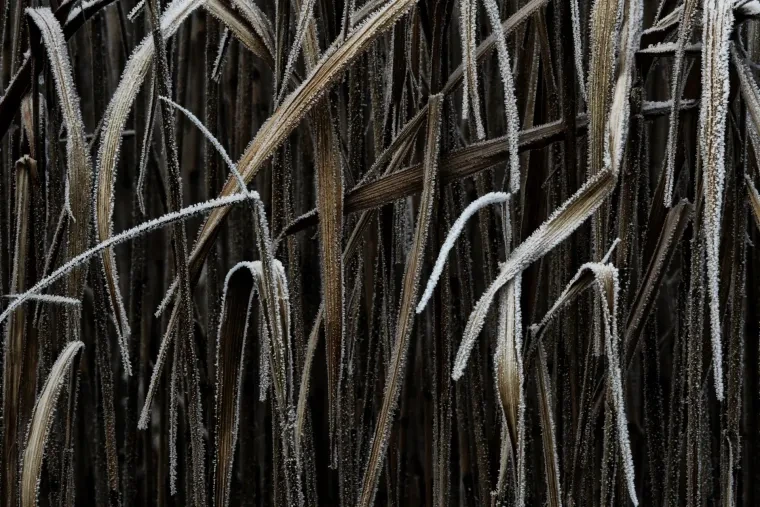 Atelier Natur – Ortenau, Winter