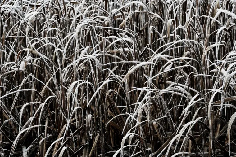 Atelier Natur – Ortenau, Winter