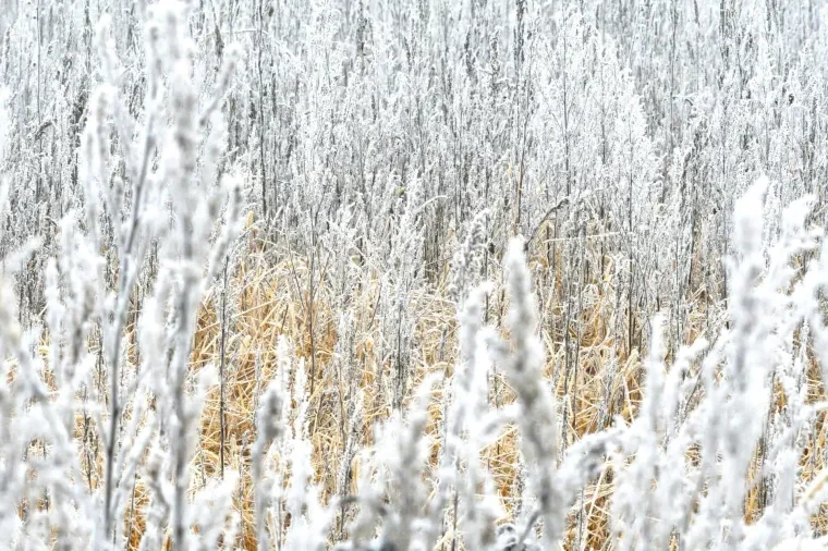 Atelier Natur – Ortenau, Winter