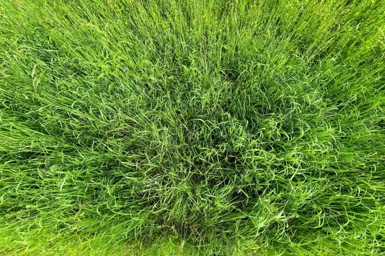 Atelier Natur – Ortenau, Wiese, Frühling